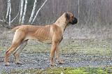 CANE CORSO 716